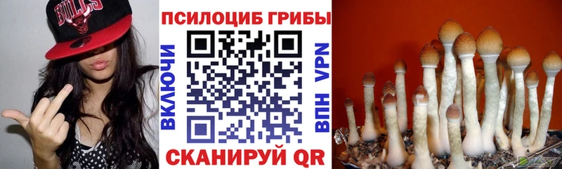 Галлюциногенные грибы Psilocybe  Дегтярск 
